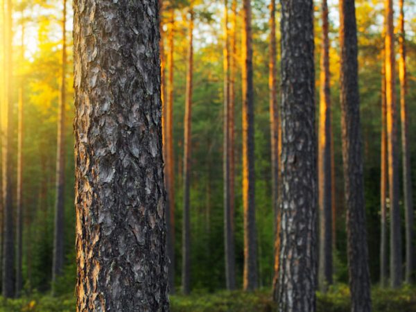 Finnish pine tree